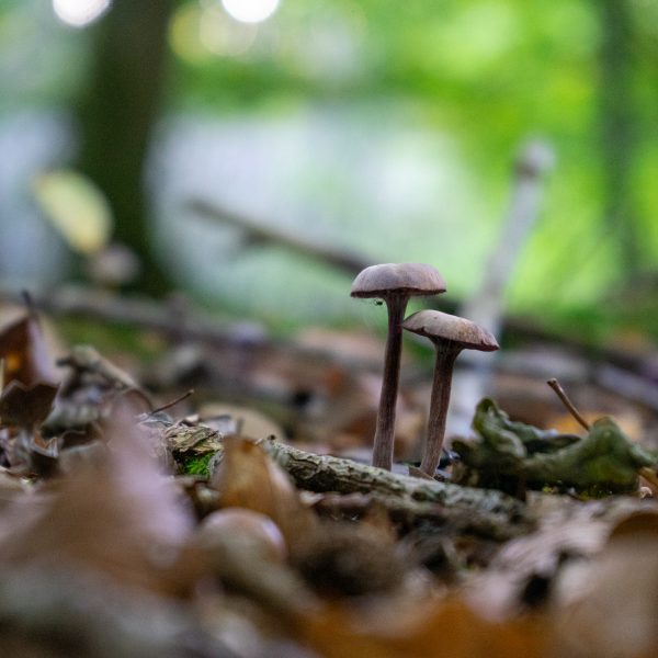 To spejderledere viser en færdselstavle for en gruppe børn